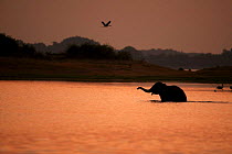 Asian elephant (Elaphus maximus) in lake at sunrise, Minneria NP, Sri Lanka