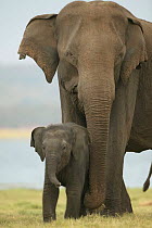 Asian elephant (Elaphus maximus) young calf with mother, Minneria NP, Sri Lanka