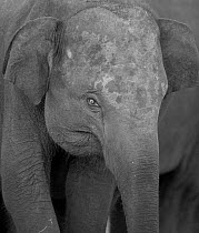 Asian elephant (Elaphus maximus) portrait, Minneria NP, Sri Lanka
