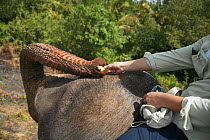 Tourist riding Asian elephant {Elephas maximus} and feeding it food, Sri Lanka