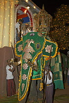 Lead Asian elephant of parade decorated with gold tusk guards and outfit, Perehera Religous Festival, Sri Lanka