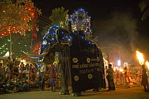 Dressed Asian elephant in parade at Perehera Religous Festival, Sri Lanka
