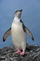 Chinstrap penguin (Pygoscelis antarcticus) stretching, Antarctic Peninsula