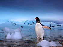 RF- Gentoo penguins (Pygoscelis papua) emerging from the sea, Antarctica. (This image may be licensed either as rights managed or royalty free.)