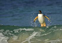 Gentoo penguin (Pygoscelis papua) emerging from the sea, surfing on a wave, Falkland Islands