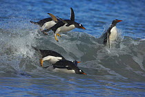 Gentoo penguins (Pygoscelis papua) surfing on a wave, Falkland Islands