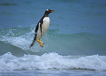 Gentoo penguin (Pygoscelis papua) surfing, Falkland Islands