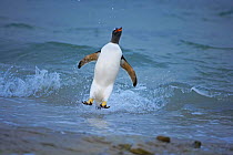 Gentoo penguin (Pygoscelis papua) surfing, jumping ashore, Falkland Islands