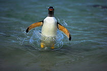 Gentoo penguin (Pygoscelis papua) surfing, about to jump out of the sea, Falkland Islands