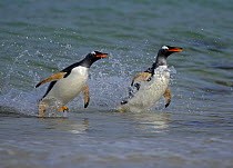 Gentoo penguin (Pygoscelis papua) surfing, jumping out of the sea, Falkland Islands