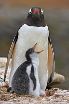RF- Gentoo penguin (Pygoscelis papua) parent and chick, Falkland Islands. (This image may be licensed either as rights managed or royalty free.)