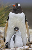 Gentoo penguin (Pygoscelis papua) mother and chick, Falkland Islands