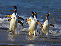 Gentoo penguins (Pygoscelis papua) emerging from the sea, coming ashore, Falkland Islands