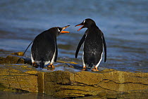 Two Gentoo penguins (Pygoscelis papua) squabbling, Falkland Islands