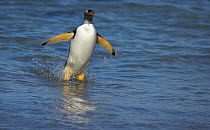 Gentoo penguin (Pygoscelis papua) emerging from the sea, surfing, Falkland Islands