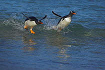 Gentoo penguins (Pygoscelis papua) emerging from the sea, surfing, Falkland Islands