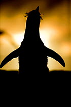 Silhouette of Rockhopper penguin (Eudyptes chrysocome) stretching at sunset, Falkland Islands