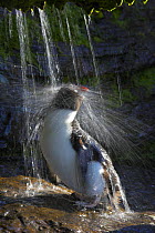 Rockhopper penguin (Eudyptes chrysocome) bathing under a freshwater shower, Falkland Islands