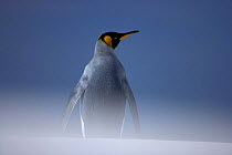 King penguin (Aptenodytes patagonicus) in sandstorm on beach, Falkland Islands
