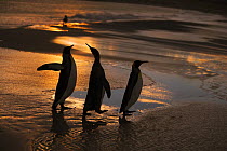 King penguin (Aptenodytes patagonicus) two males squabbling over female at sunset, Falkland Islands
