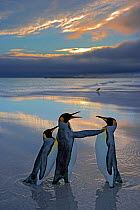 King penguin (Aptenodytes patagonicus) male protecting female from another male, Falkland Islands