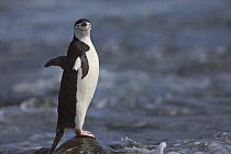 Chinstrap penguin (Pygoscelis antarcticus) stretching wings, Antarctic Peninsula