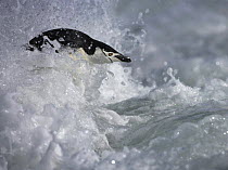 Chinstrap penguin (Pygoscelis antarcticus) surfing in waves, Antarctic Peninsula