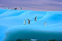 RF- Chinstrap penguin (Pygoscelis antarcticus) group on iceberg, Antarctic Peninsula. (This image may be licensed either as rights managed or royalty free.)