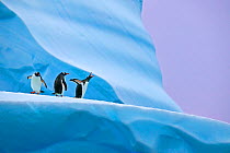 Gentoo penguin (Pygoscelis papua) group on iceberg, Mikkelsen Harbour, Antarctica