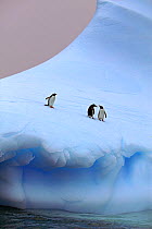 Gentoo penguin (Pygoscelis papua) group on iceberg, one calling, Mikkelsen Harbour, Antarctica