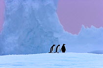 RF- Gentoo penguin (Pygoscelis papua) group on iceberg, Antarctica. (This image may be licensed either as rights managed or royalty free.)