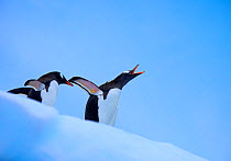 RF- Gentoo penguin (Pygoscelis papua) pair on iceberg, one calling, Antarctica. (This image may be licensed either as rights managed or royalty free.)