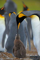 RF- King penguin (Aptenodytes patagonicus) adult feeding chick in colony, Falkland Islands. (This image may be licensed either as rights managed or royalty free.)