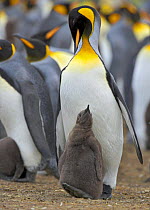 King penguin (Aptenodytes patagonicus) adult walking with chick balanced on feet, Falkland Islands