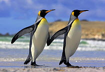 King penguin (Aptenodytes patagonicus) pair coming out of water 'hand in hand', Falkland Islands