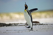 King penguin (Aptenodytes patagonicus) posturing / vocalising on beach, Falkland Islands