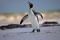 King penguin (Aptenodytes patagonicus) posturing / vocalising on beach, Falkland Islands