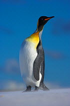 RF- King penguin (Aptenodytes patagonicus) portrait on beach, Falkland Islands. (This image may be licensed either as rights managed or royalty free.)