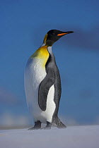 King penguin (Aptenodytes patagonicus) portrait on beach, Falkland Islands