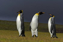 King penguin (Aptenodytes patagonicus) three males squabbling on beach with storm clouds above, Falkland Islands