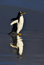 Gentoo Penguin (Pygoscelis papua) walking to sea Falkland Islands