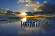 King penguin (Aptenodytes patagonicus) group walking to sea at sunrise, Falkland Islands