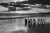 King penguin (Aptenodytes patagonicus) group on beach at sunrise, Falkland Islands. NOT AVAILABLE FOR PRINT SALES.