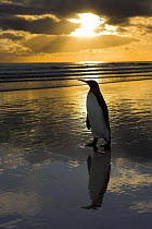 King penguin (Aptenodytes patagonicus) on beach at sunrise, Falkland Islands