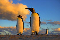 King penguin (Aptenodytes patagonicus) pair at sunset, Falkland Islands