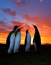 RF- King penguin (Aptenodytes patagonicus) courtship group at sunset, Falkland Islands. (This image may be licensed either as rights managed or royalty free.)