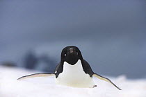 Adelie penguin (Pygoscelis adeliae) adult tobogganing on snow, Petermann Island, Antarctica