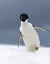 Adelie penguin (Pygoscelis adeliae) adult looking curious, Petermann Island, Antarctica