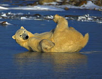Polar bear (Ursus maritimus) rolling on ice, Canada