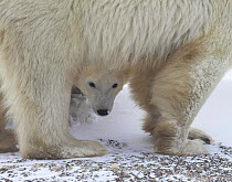 Polar bear (Ursus maritimus) cub peering out from underneath mother, Canada